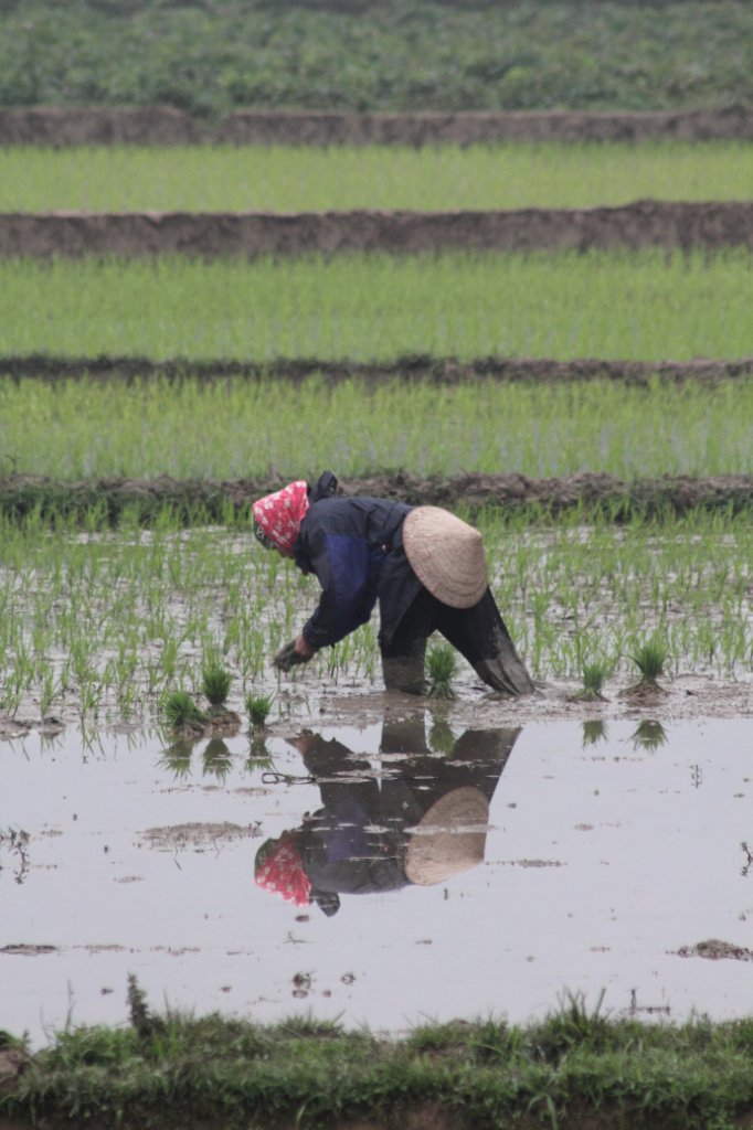 05-Planting rice.jpg - Planting rice